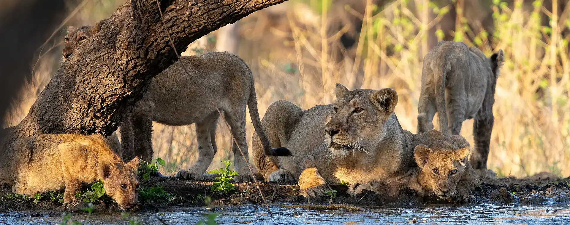 Gir National Park