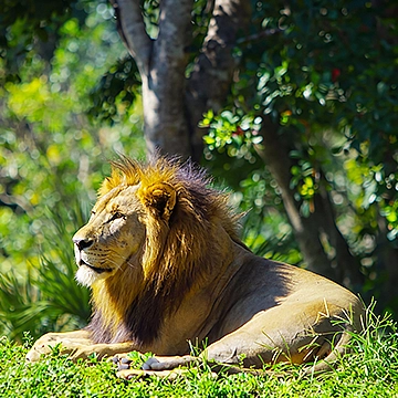 Jungle Safari