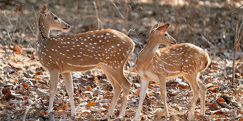 Dwarka | Somnath | Gir Tour 5N 6D