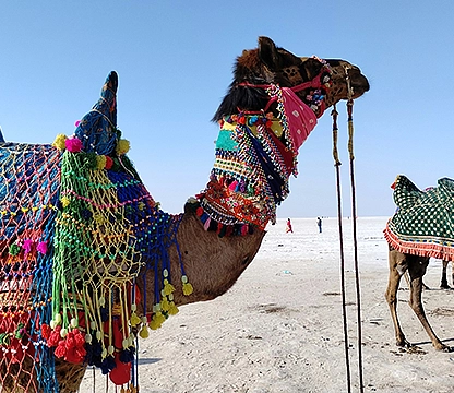 Rann of Kutch Tour 2N 3D