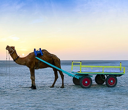 Rann of Kutch Tour 3N 4D
