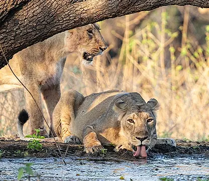 Dwarka | Somnath | Gir Tour 5N 6D